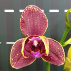 Phalaenopsis I-Hsin Claire (peloric - 3 lips)