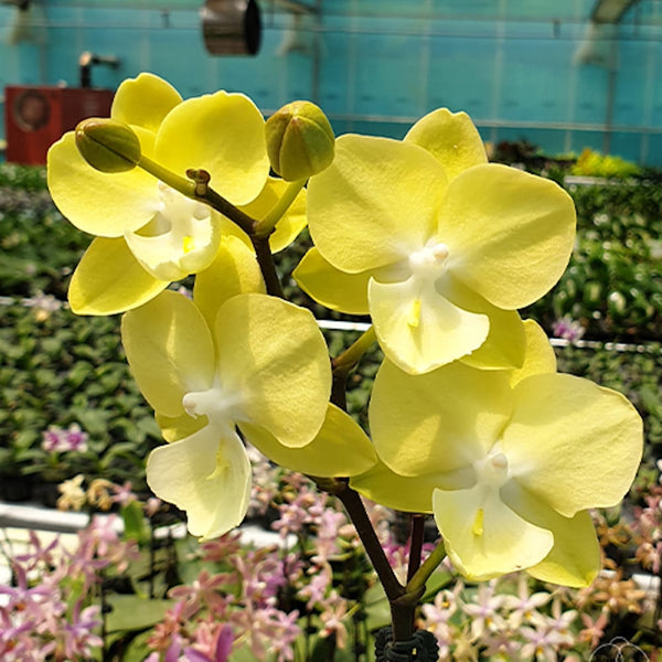 Phalaenopsis (Tying Shin Melody × KS Big Johnson) '1279'