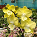 Phalaenopsis (Tying Shin Melody × KS Big Johnson) '1279'