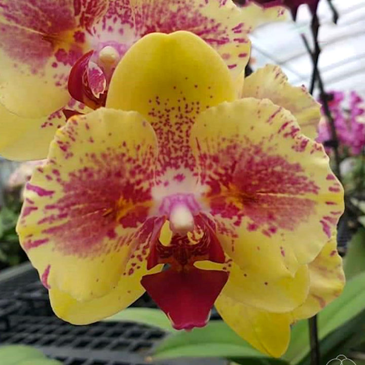 Phalaenopsis Fangmei A Hot (peloric)