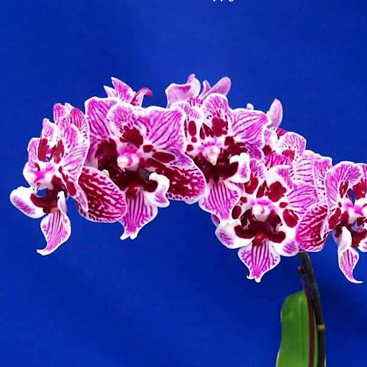 Phalaenopsis Lianher Happy Girl (peloric)