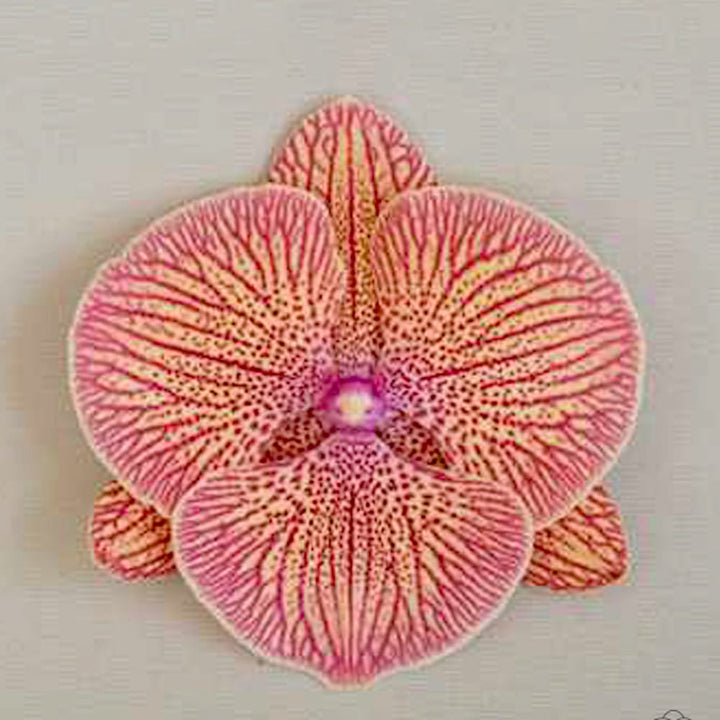 Phalaenopsis Sogo Very Maple (big lip)