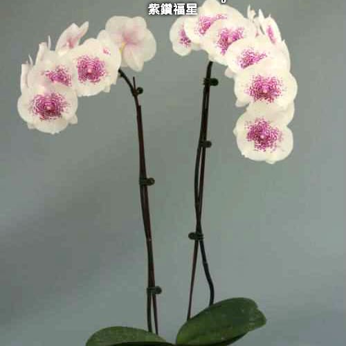 Phalaenopsis Violet Lucky - big lip