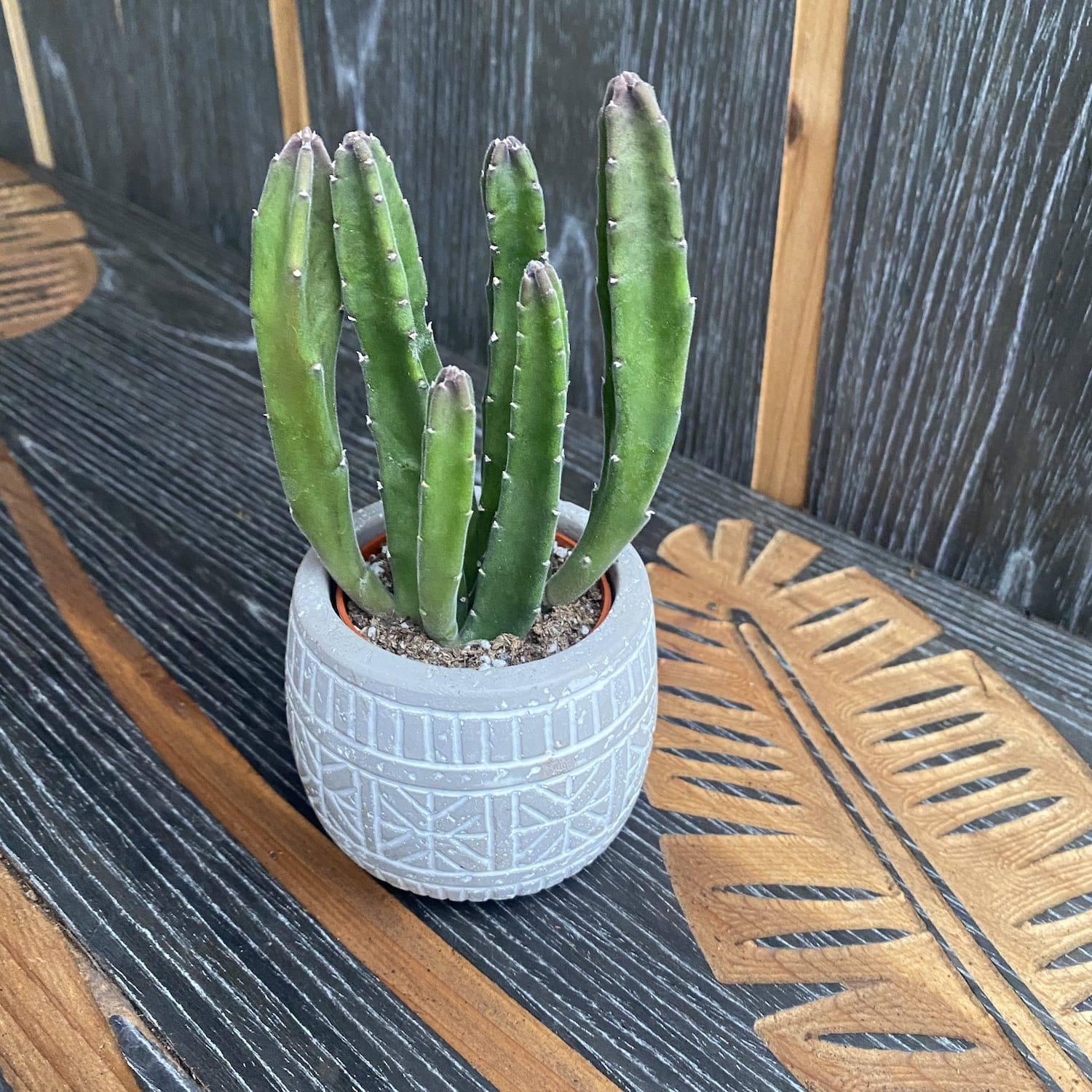 Stapelia grandiflora (steaua serifului)