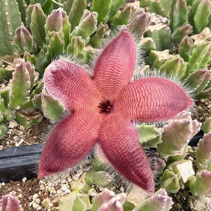 Stapelia grandiflora (steaua serifului)