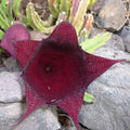 Stapelia leendertziae - suculenta ciudata, fascinanta si unica