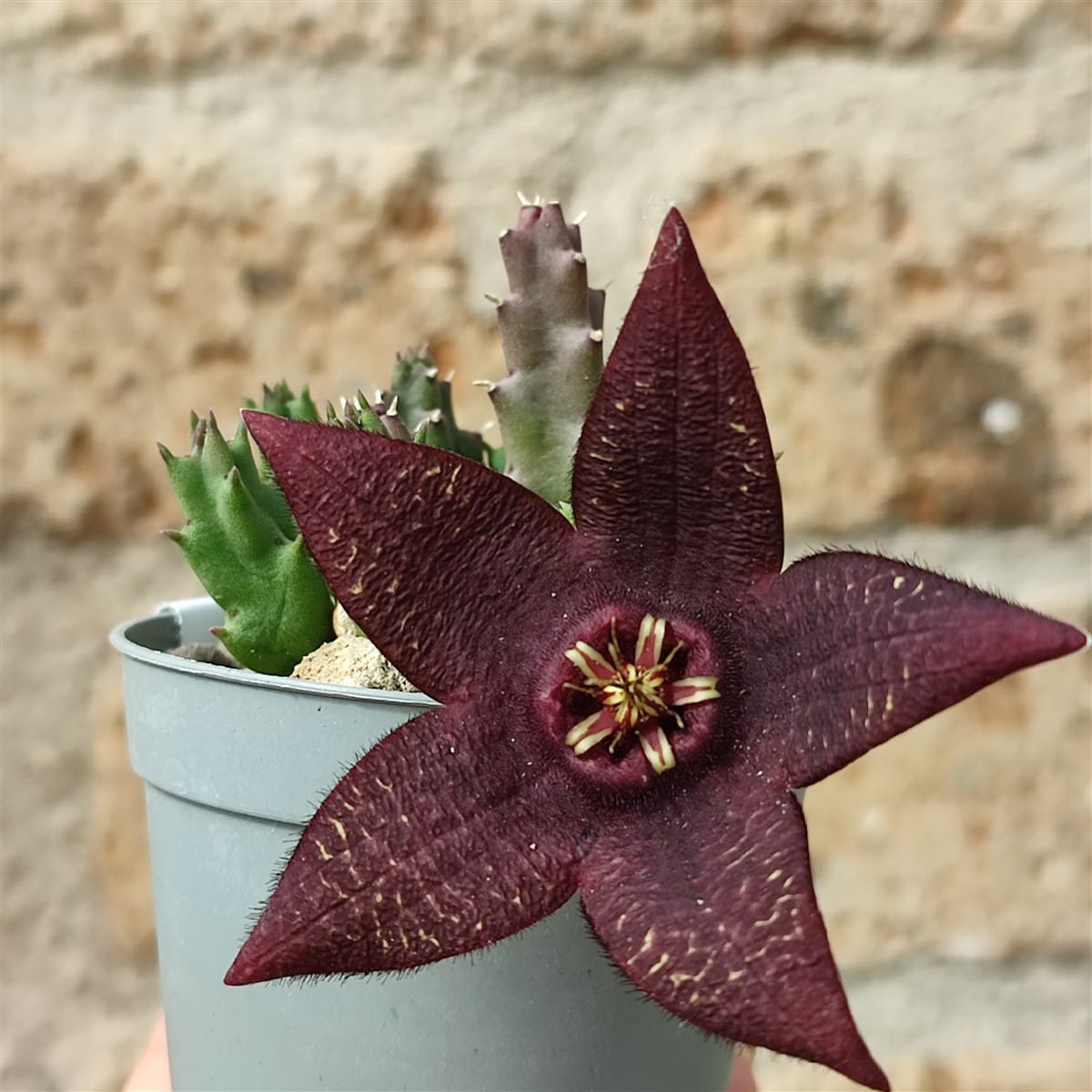Stapelia montana (steaua serifului)