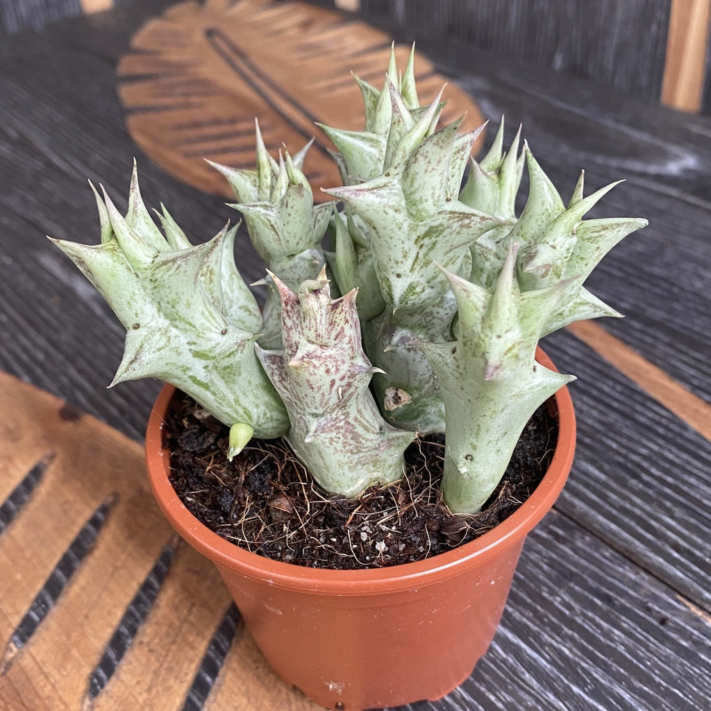 Stapelia orbea decaisneana - der Sheriffstern