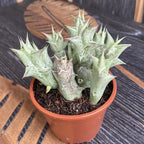 Stapelia orbea decaisneana - sheriffens stjärna