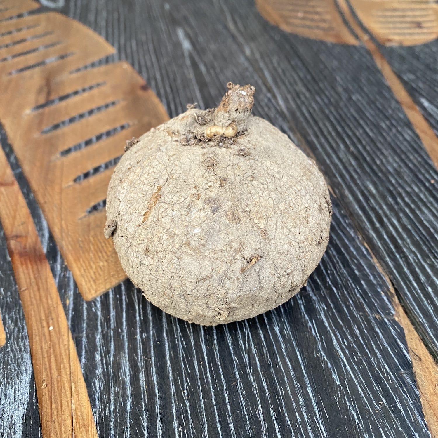 Bulbi Stephania erecta