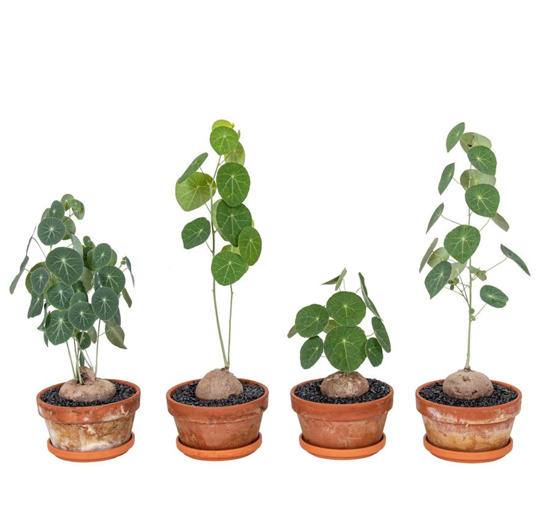 Stephania erecta (Stephania pierrei) D15