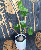 Stephania erecta mix (caudex)