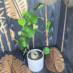 Stephania erecta mix (caudex)