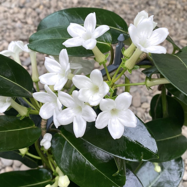 Stephanotis (Iasomia de Madagascar) - flori parfumate