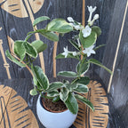 Stephanotis floribunda ‘Alpine’ (variegata) - Iasomia de Madagascar (parfumata)