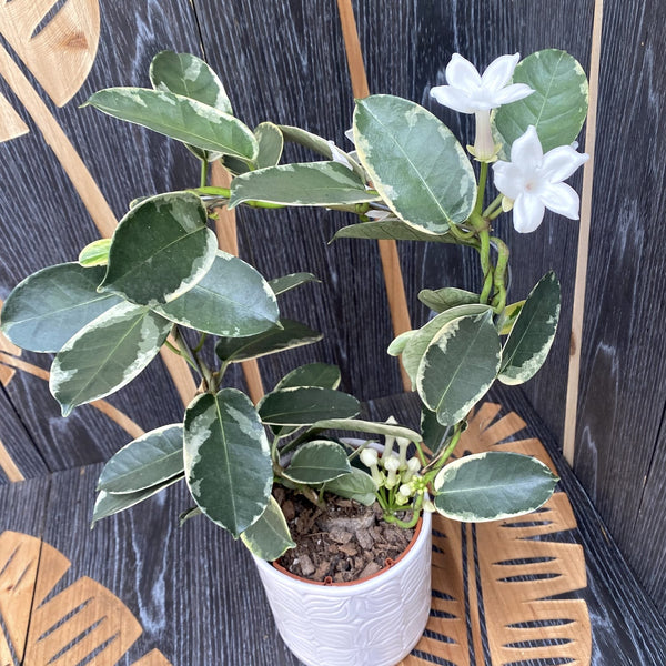 Stephanotis Floribunda ‘Alpine’ variegata - Iasomia de Madagascar (parfumata)