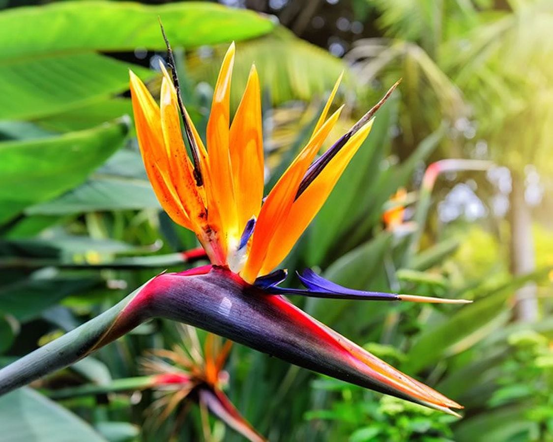 Strelitzia reginae – Pasarea paradisului cu flori spectaculoase