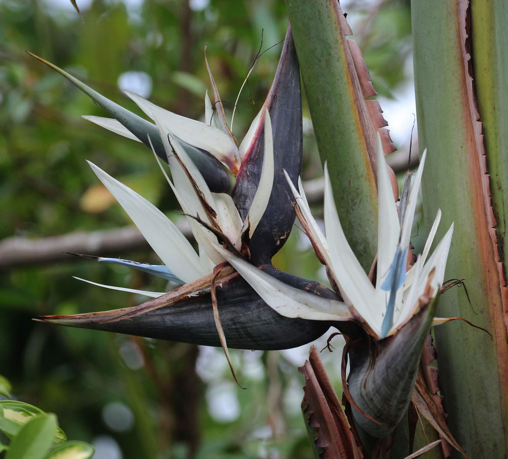 Strelitzia Nicolai (Rajska ptica) D9