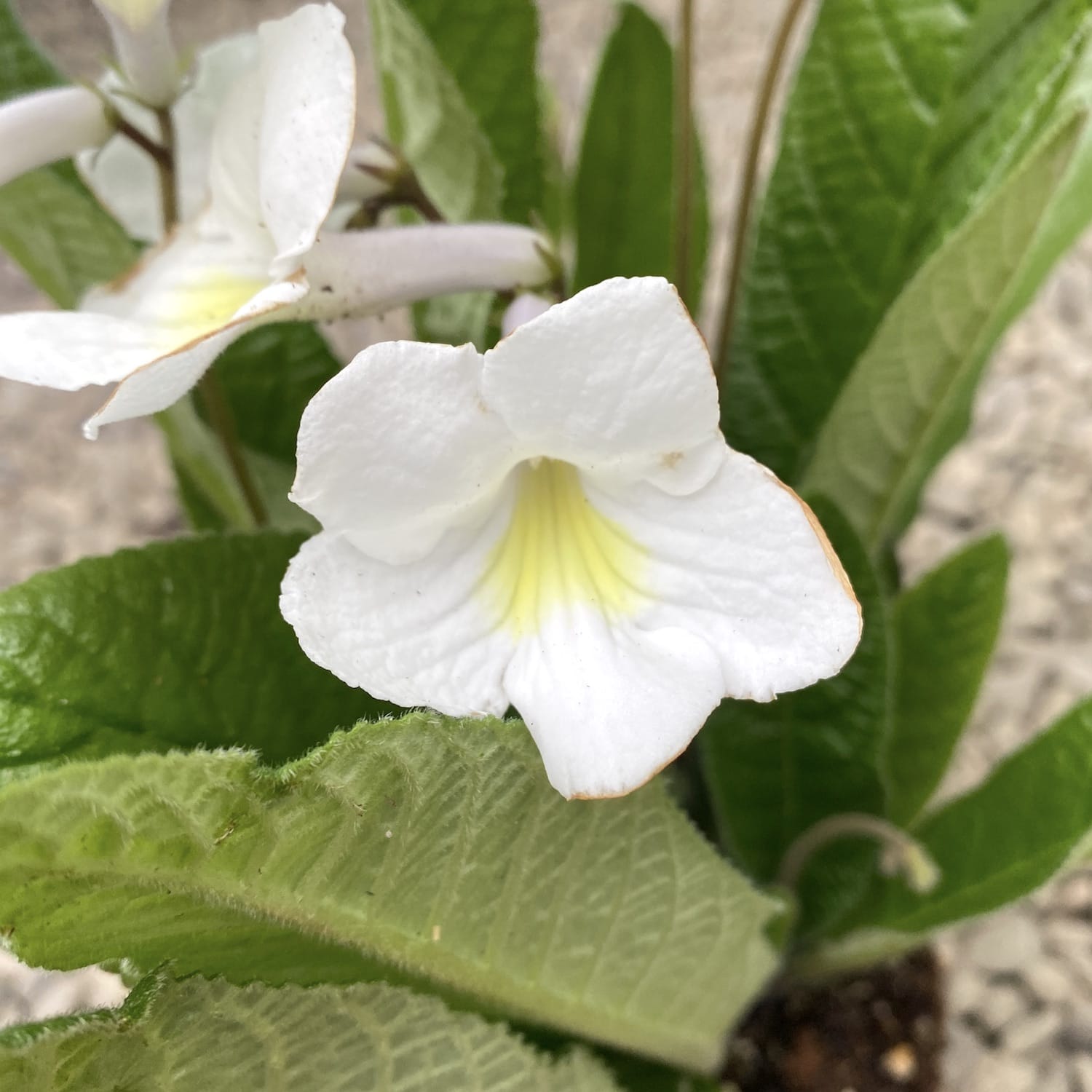 Streptocarpus Francesca flori albe
