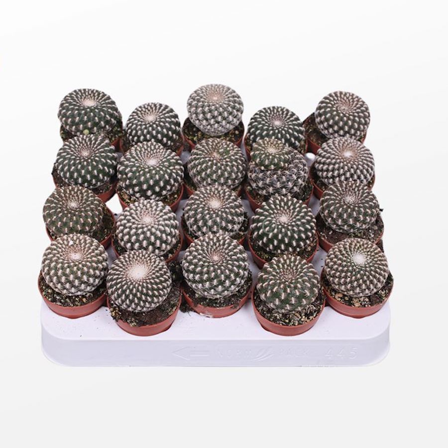 Sulcorebutia Arenacea