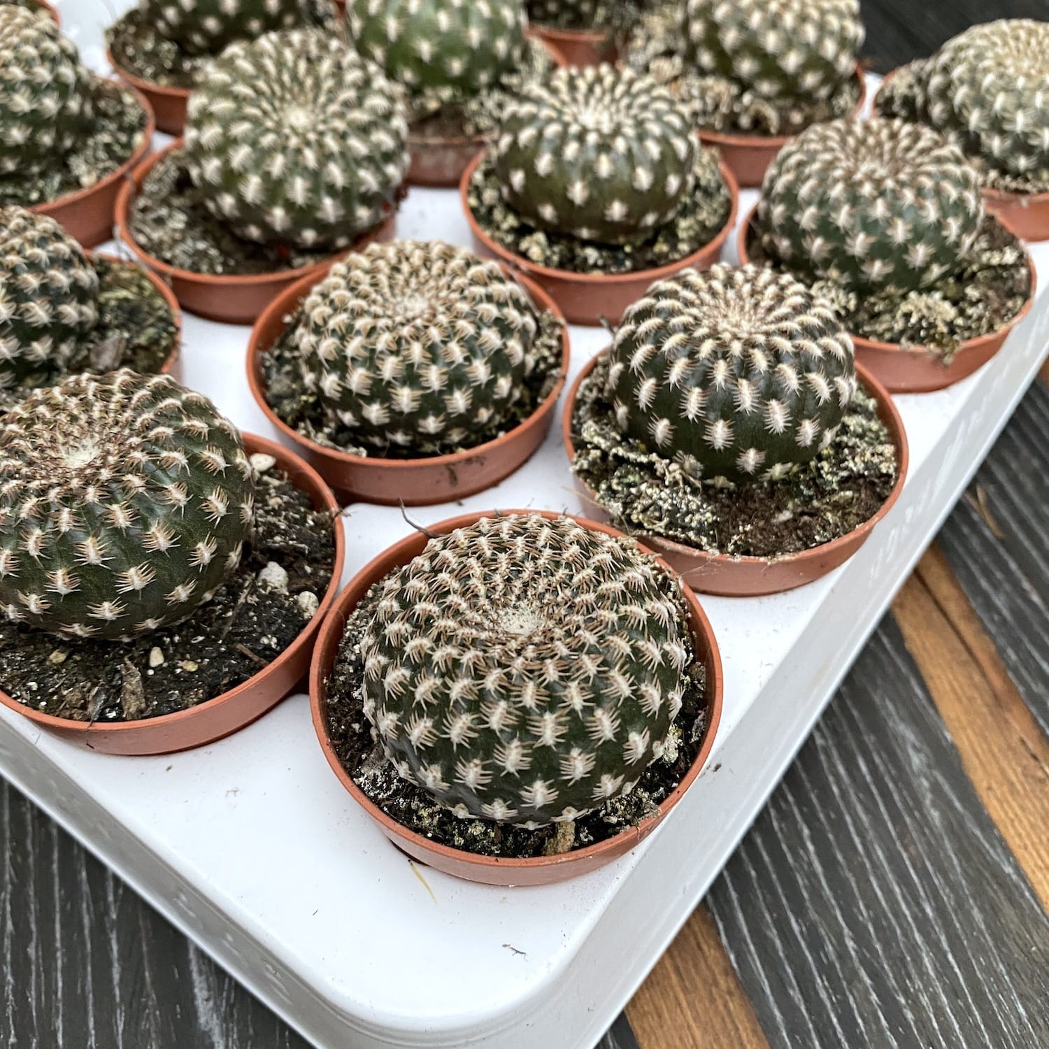 Sulcorebutia Arenacea