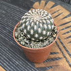 Sulcorebutia Arenacea