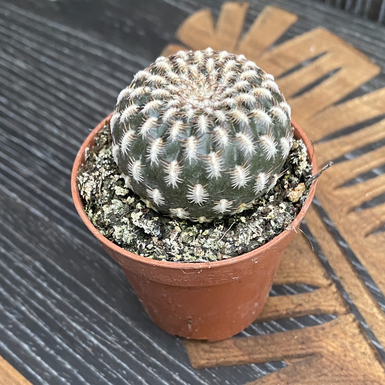 Sulcorebutia Arenacea