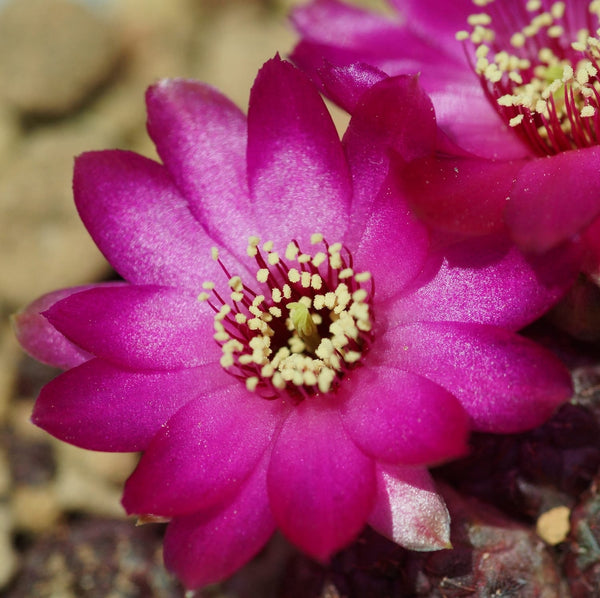 Sulcorebutia rauschii (Purple cactus) - exemplare XL