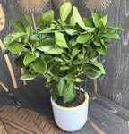 Sweet lime (Citrus limetta pursha Larissa)