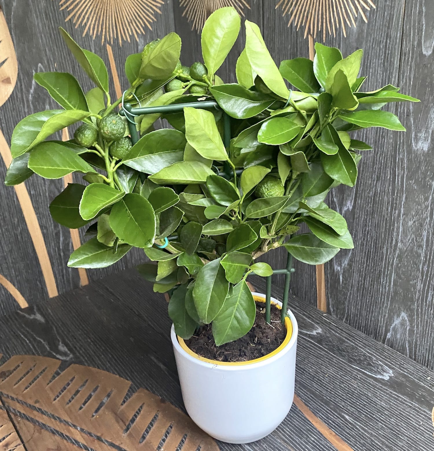 Sweet lime (Citrus limetta pursha Larissa)