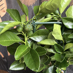 Sweet lime (Citrus limetta pursha Larissa)