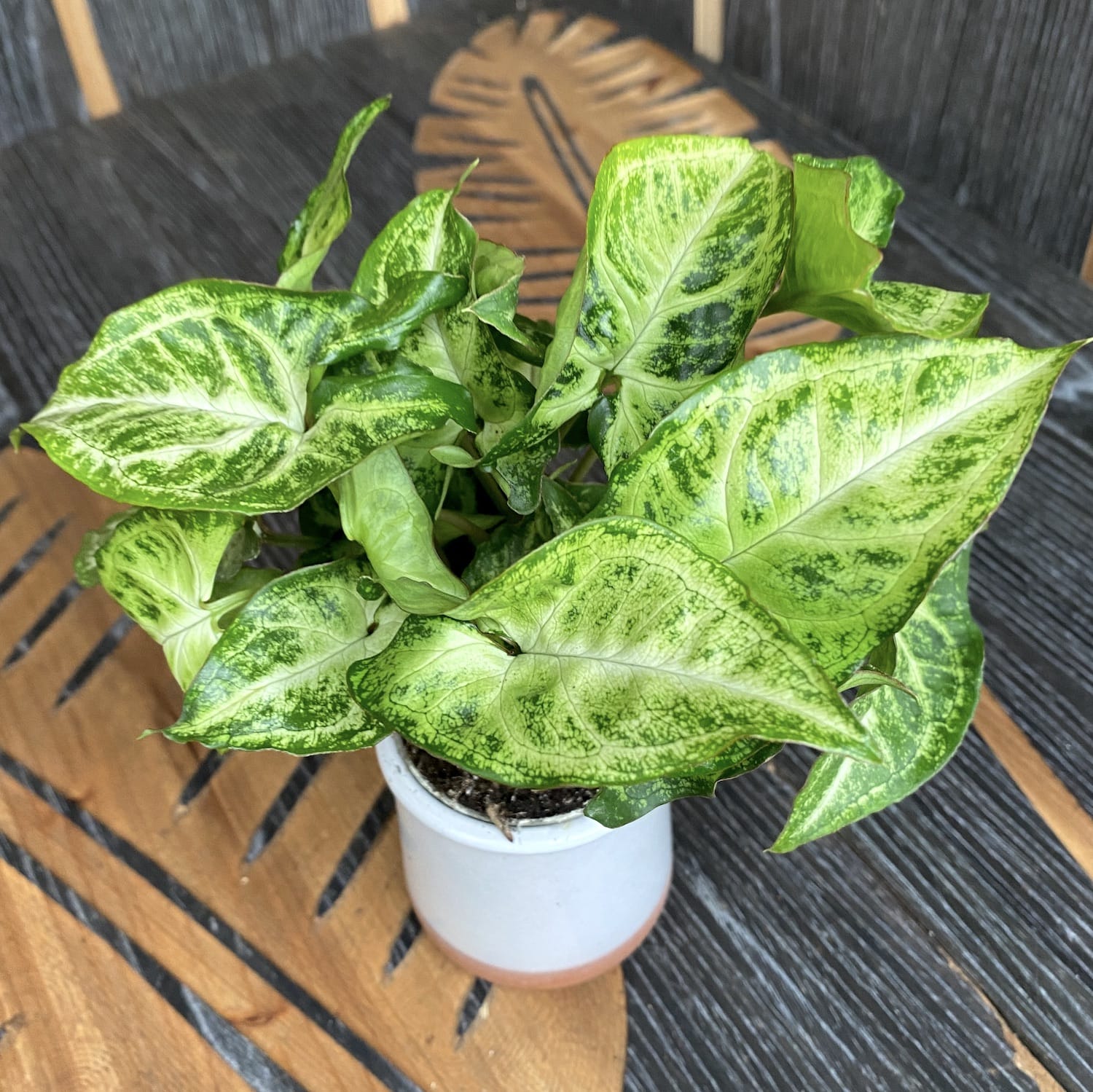 Syngonium Arrow (babyplant)