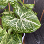 Syngonium Arrow (arrow plant)