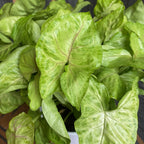 Syngonium Golden Allusion - XL példányok