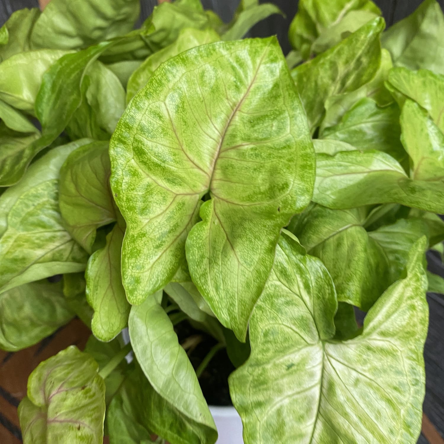 Syngonium Golden Allusion - exemplare XL