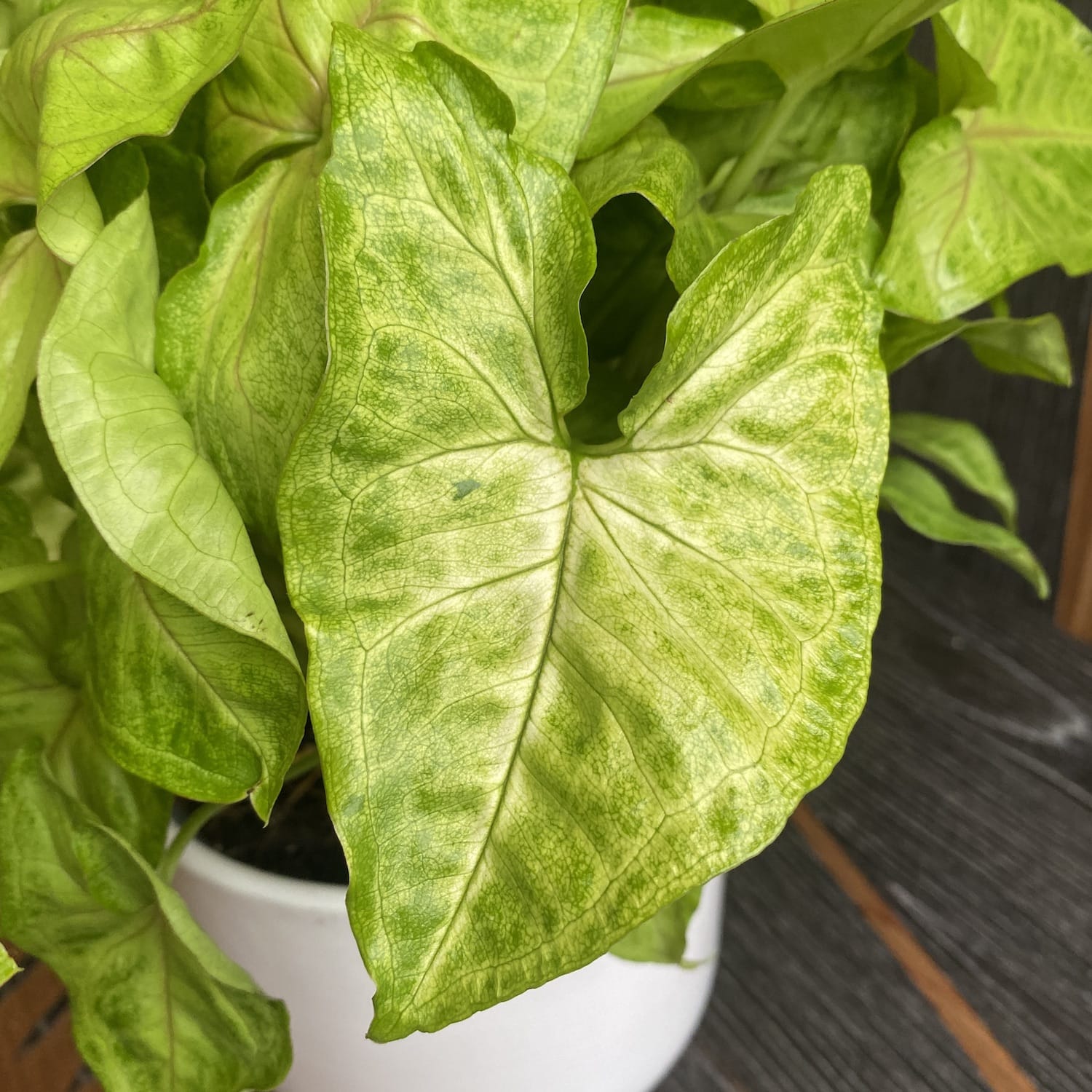 Syngonium Golden Allusion - exemplare XL