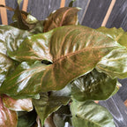 Syngonium Maria Allusion