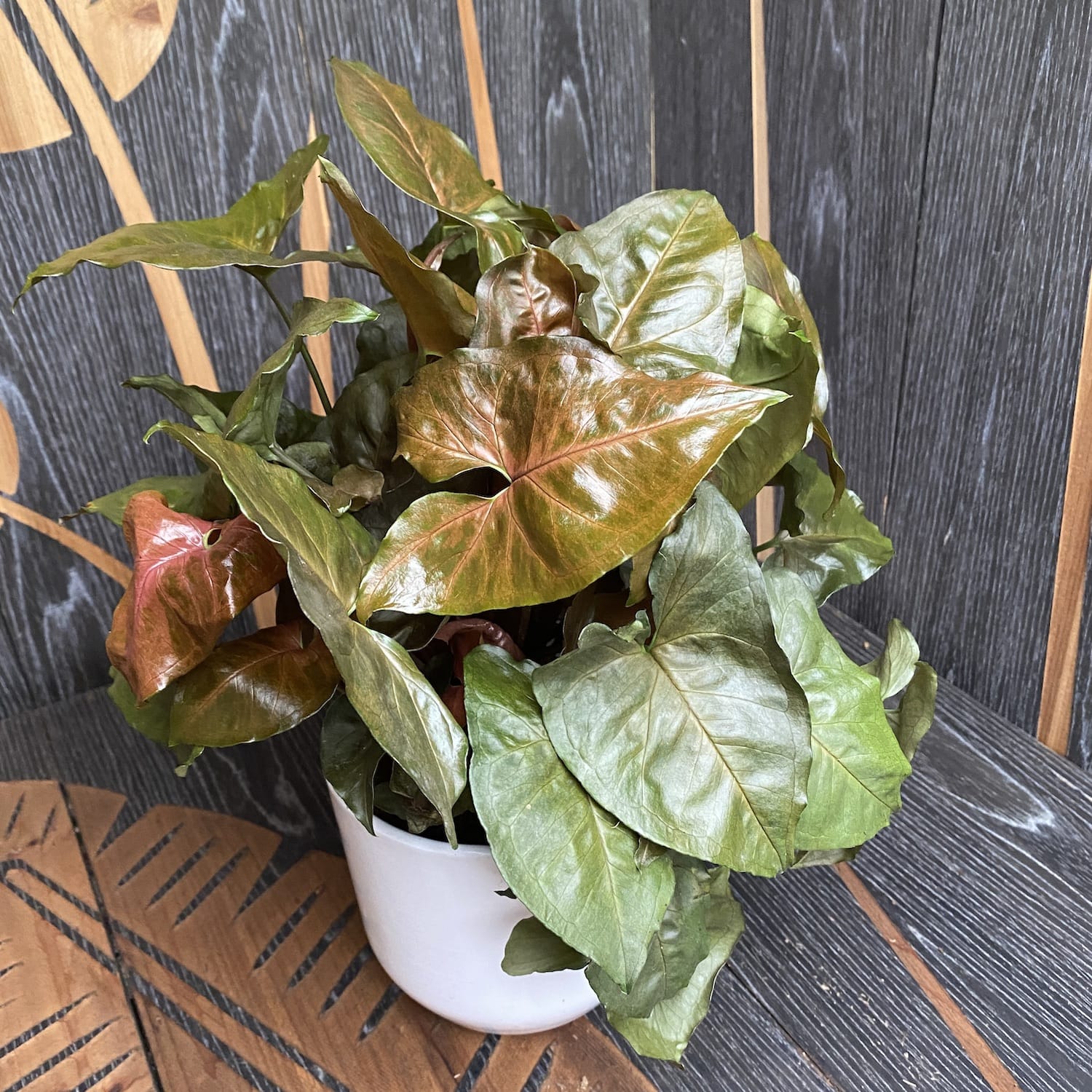 Syngonium Maria Allusion