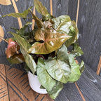 Syngonium Maria Allusion