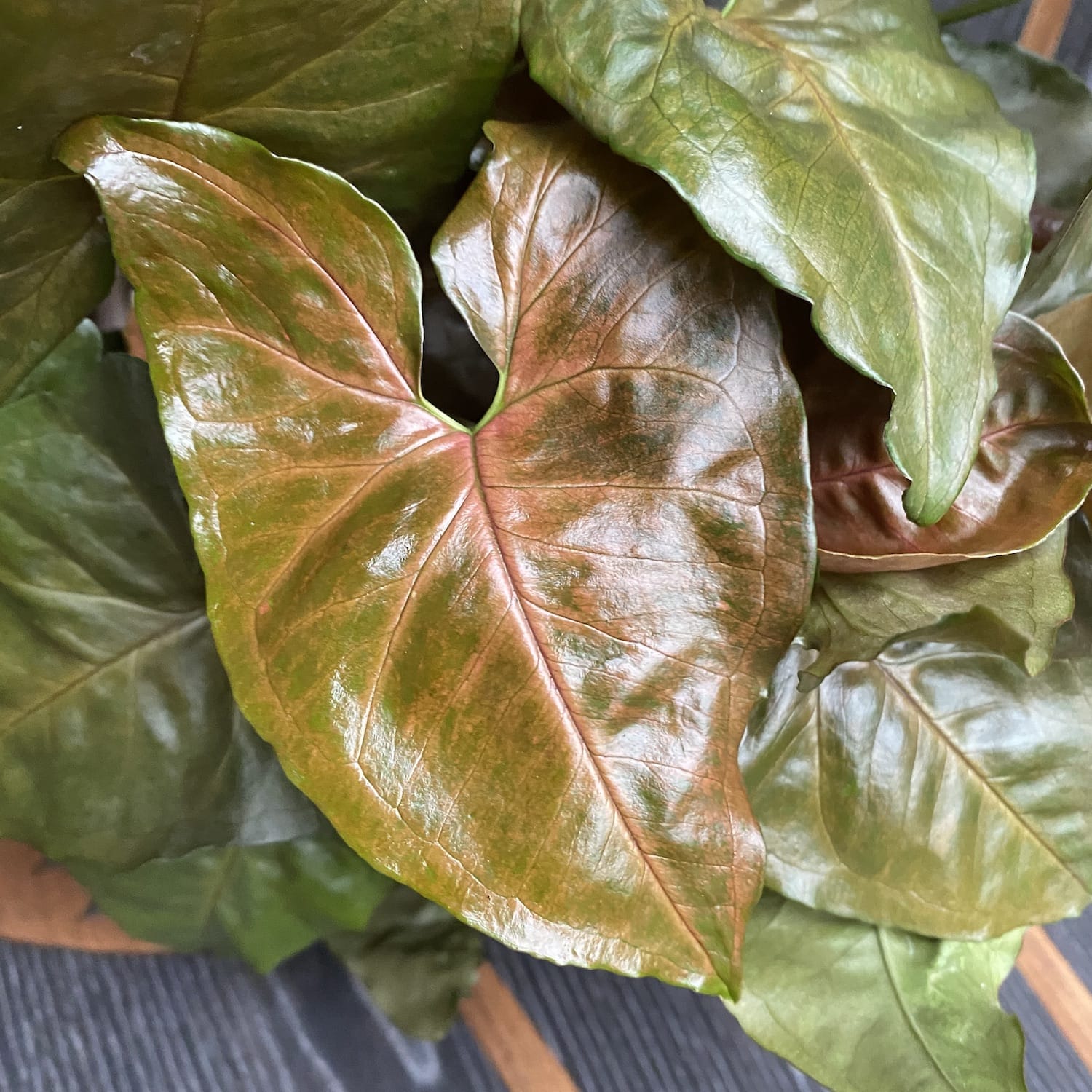 Syngonium Maria Allusion