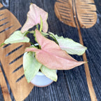 Syngonium Pink Allusion (jeune plante)