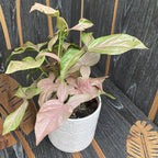 Syngonium Pink Allusion D12