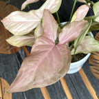 Syngonium Pink Allusion D12