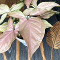 Syngonium Pink Allusion D12