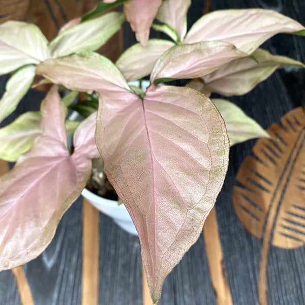 Syngonium Pink Anspielung D12
