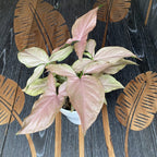 Syngonium Pink Allusion D12