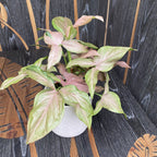 Syngonium Pink Allusion D12