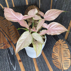 Syngonium Pink Allusion D12