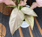 Syngonium Pink Allusion D12