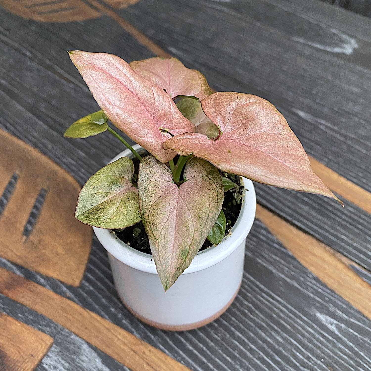 Syngonium Pink Allusion (babyplant)